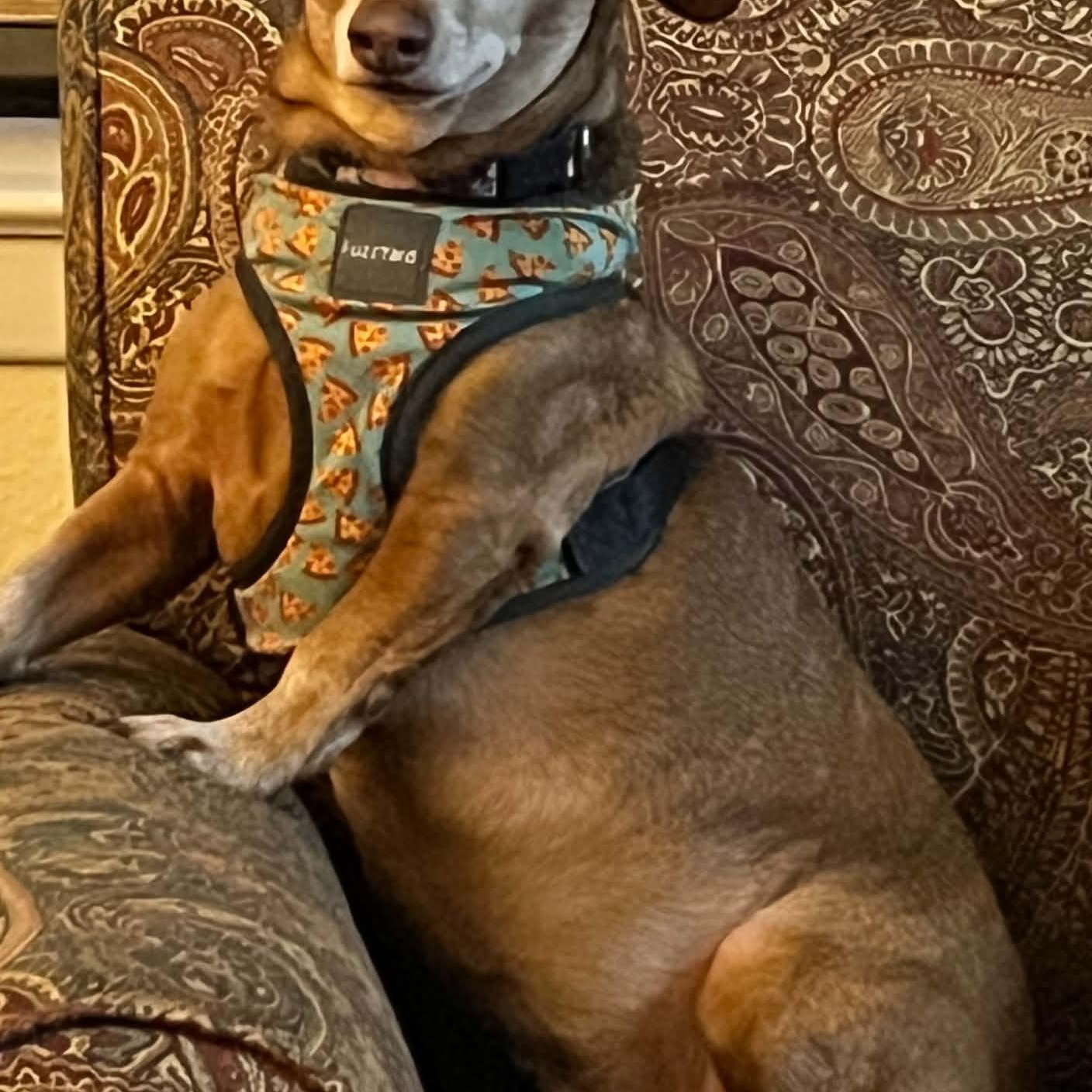 Enlarge Daphny, an adopted Dachshund in Omaha, NE image 4/4