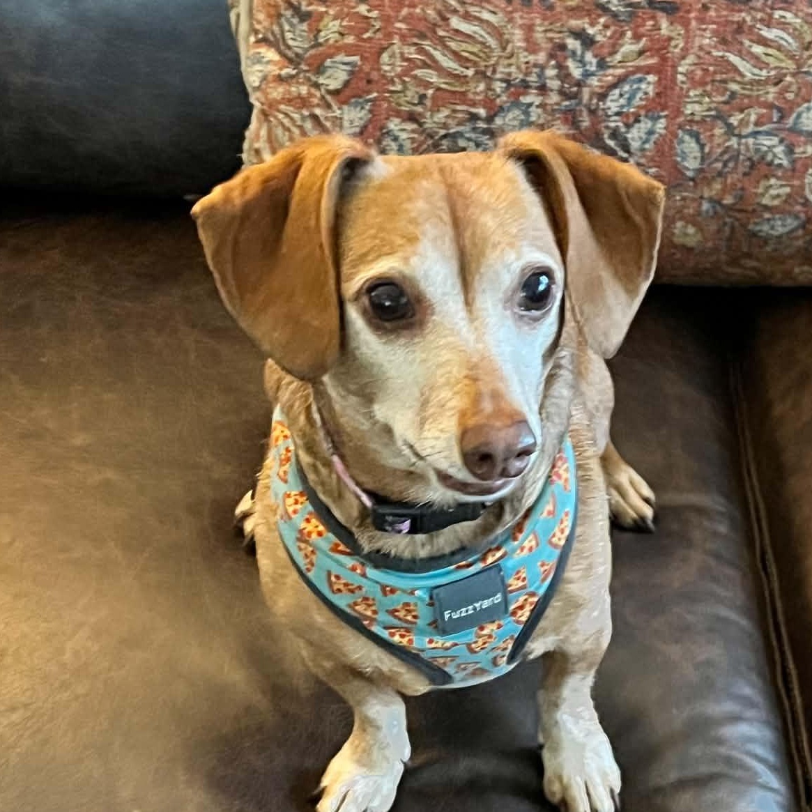 Enlarge Daphny, an adopted Dachshund in Omaha, NE image 2/4