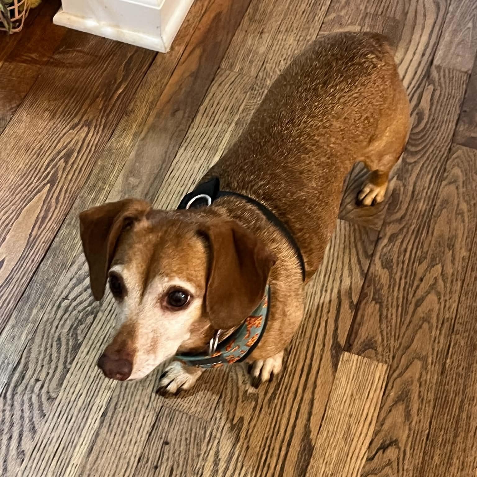 Enlarge Daphny, an adopted Dachshund in Omaha, NE image 3/4