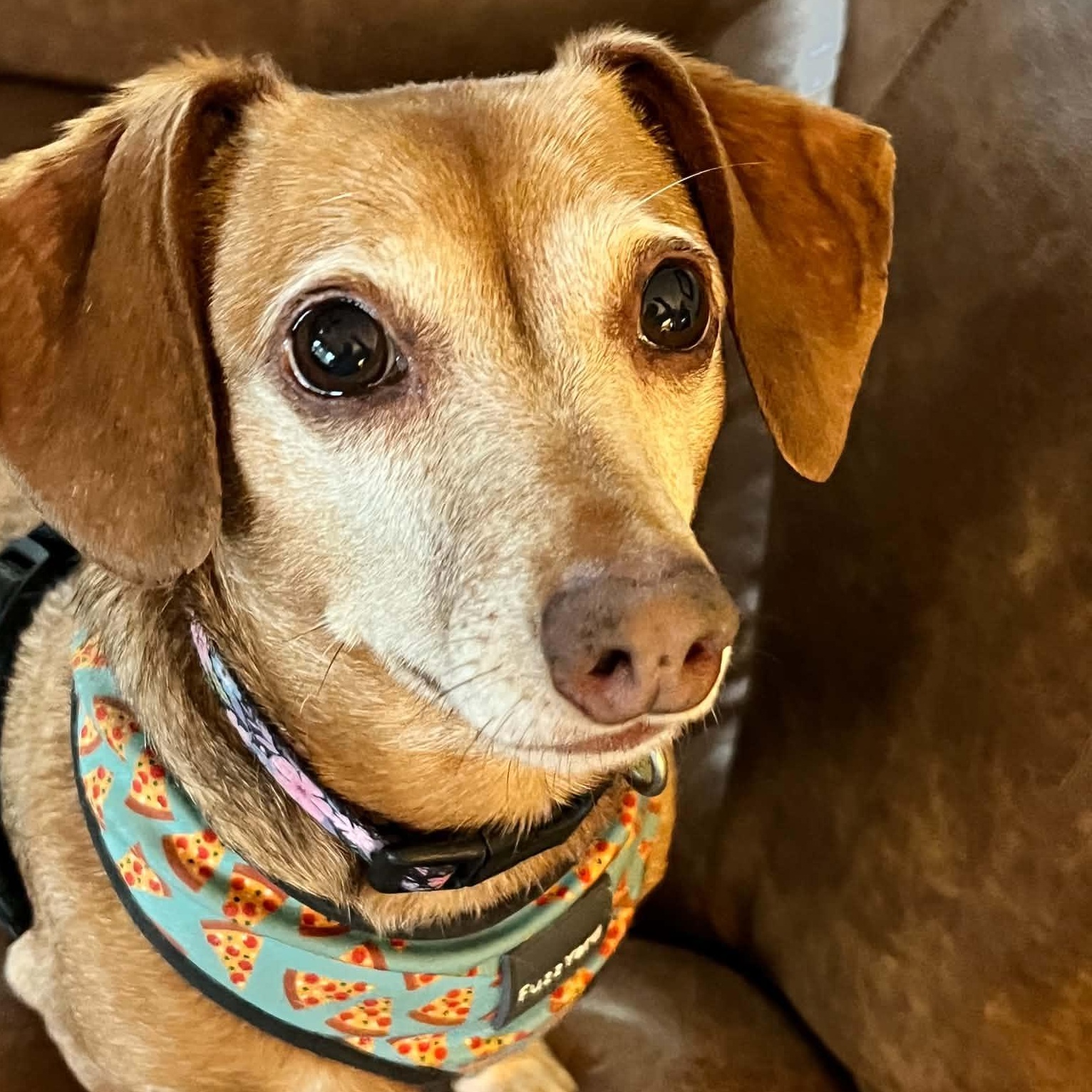 Daphny, adopted, Adult Female Dachshund.