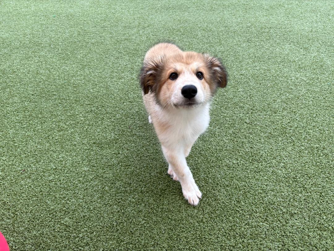 Bear, Adoptable, Puppy Male Great Pyrenees.