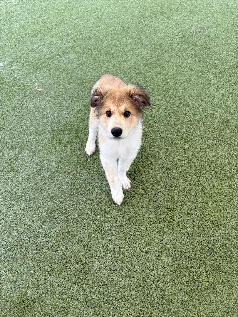 Enlarge Bear, a Adoptable mixed breed in Hays, KS image 5/5