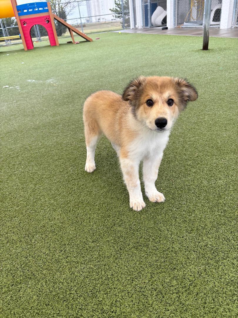 Enlarge Bear, a Adoptable mixed breed in Hays, KS image 2/5
