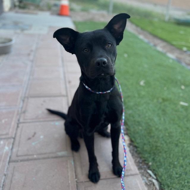 Doritos Locos Tacos, a Adoptable Staffordshire Bull Terrier in Bullhead City, AZ image 2/2