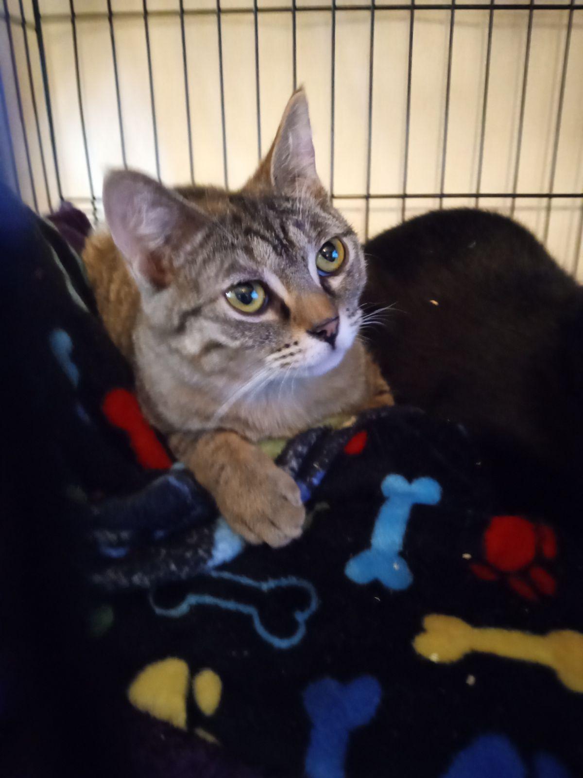 Fern Valley, Adoptable, Young Female Domestic Medium Hair.