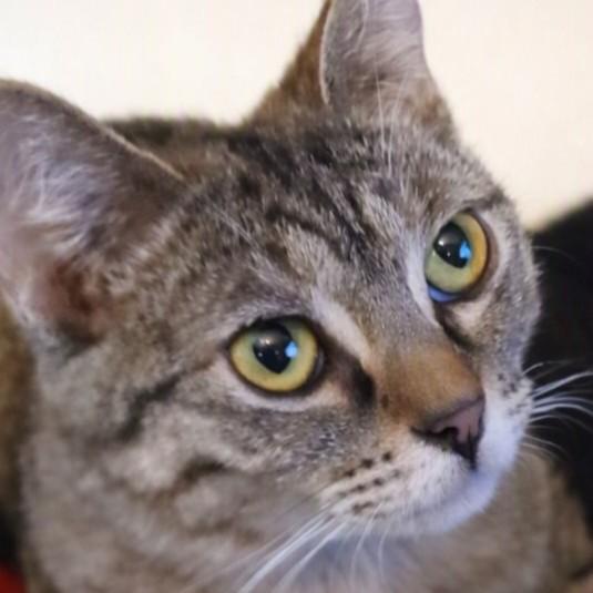 Enlarge Fern Valley, a Adoptable mixed breed in Buhl, ID image 2/3