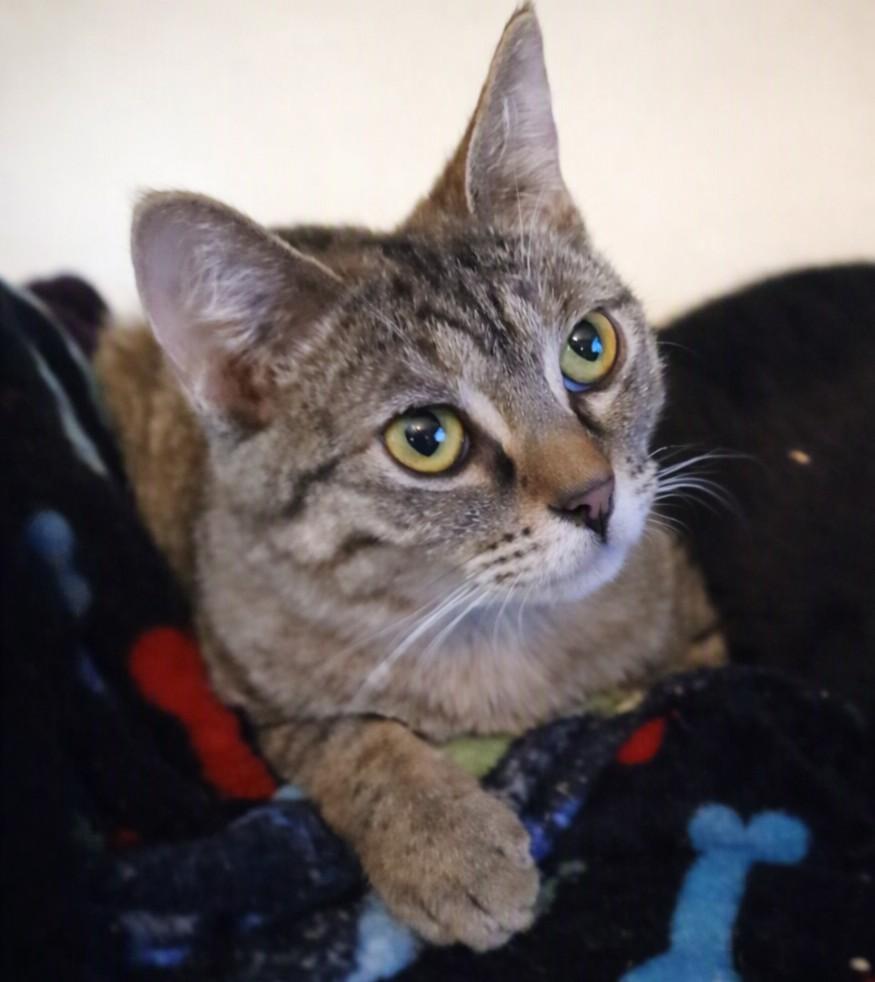 Enlarge Fern Valley, a Adoptable mixed breed in Buhl, ID image 3/3