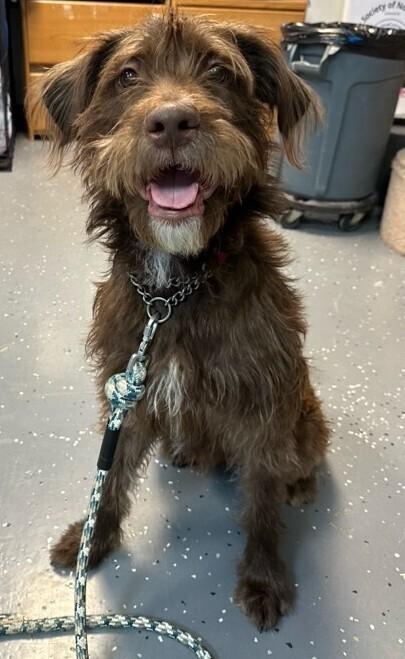 Louie, Adoptable, Adult Male Mixed Breed.