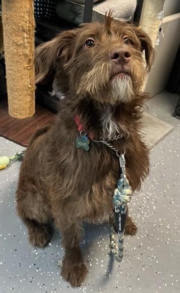 Enlarge Louie, a Adoptable mixed breed in Woodbridge, VA image 2/3