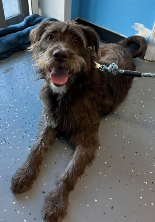 Enlarge Louie, a Adoptable mixed breed in Woodbridge, VA image 3/3