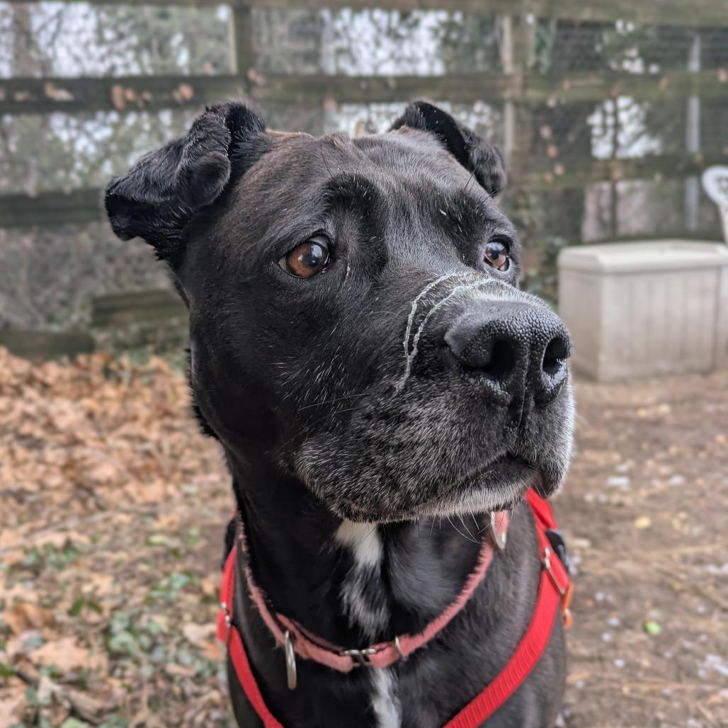 Buddy Boy, Adoptable, Senior Male Pit Bull Terrier.
