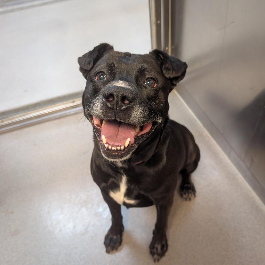 Enlarge Buddy Boy, a Adoptable Pit Bull Terrier in Baltimore, MD image 2/6