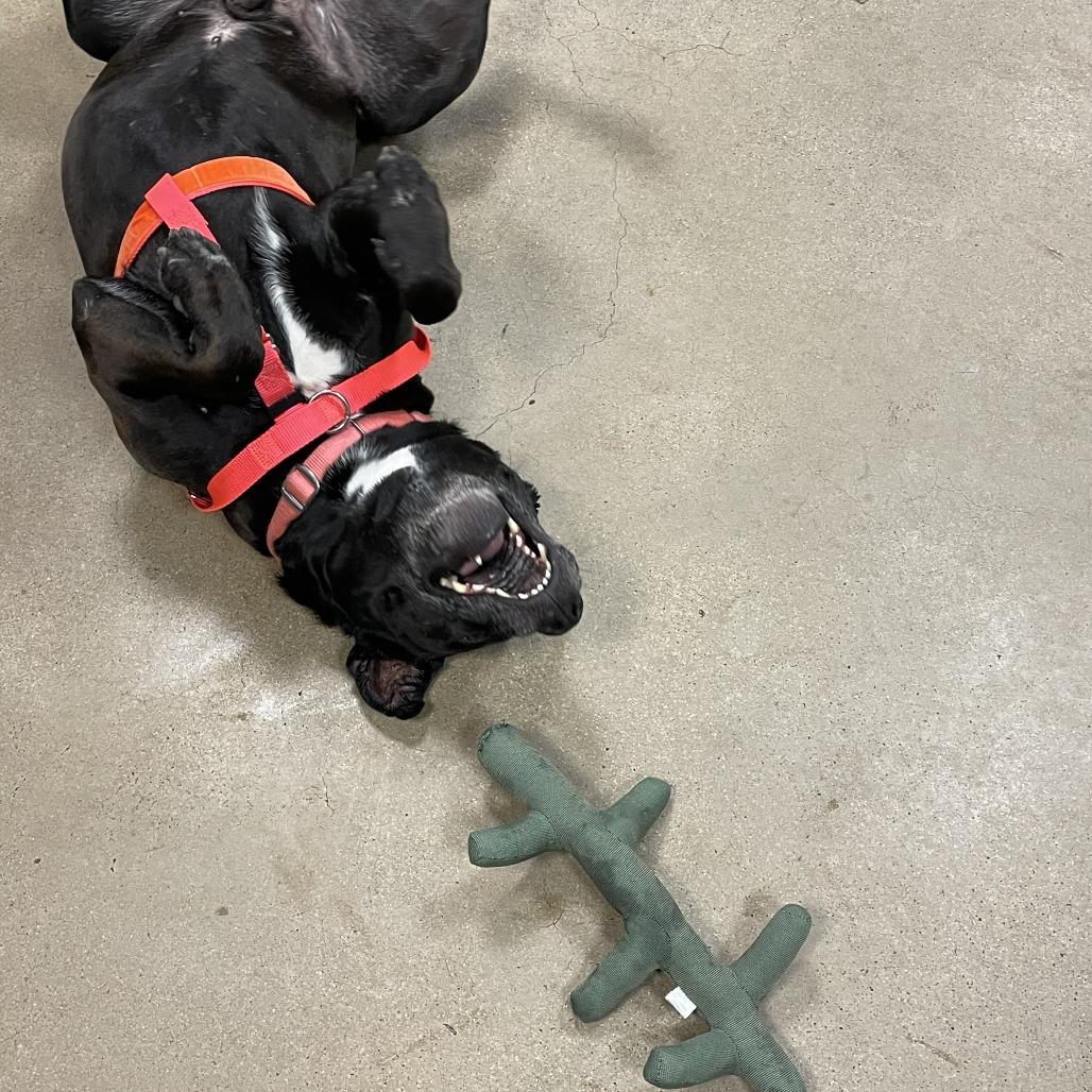 Enlarge Buddy Boy, a Adoptable Pit Bull Terrier in Baltimore, MD image 3/6