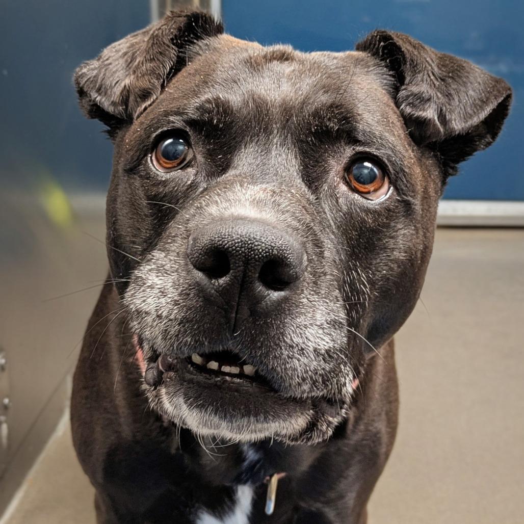 Enlarge Buddy Boy, a Adoptable Pit Bull Terrier in Baltimore, MD image 4/6