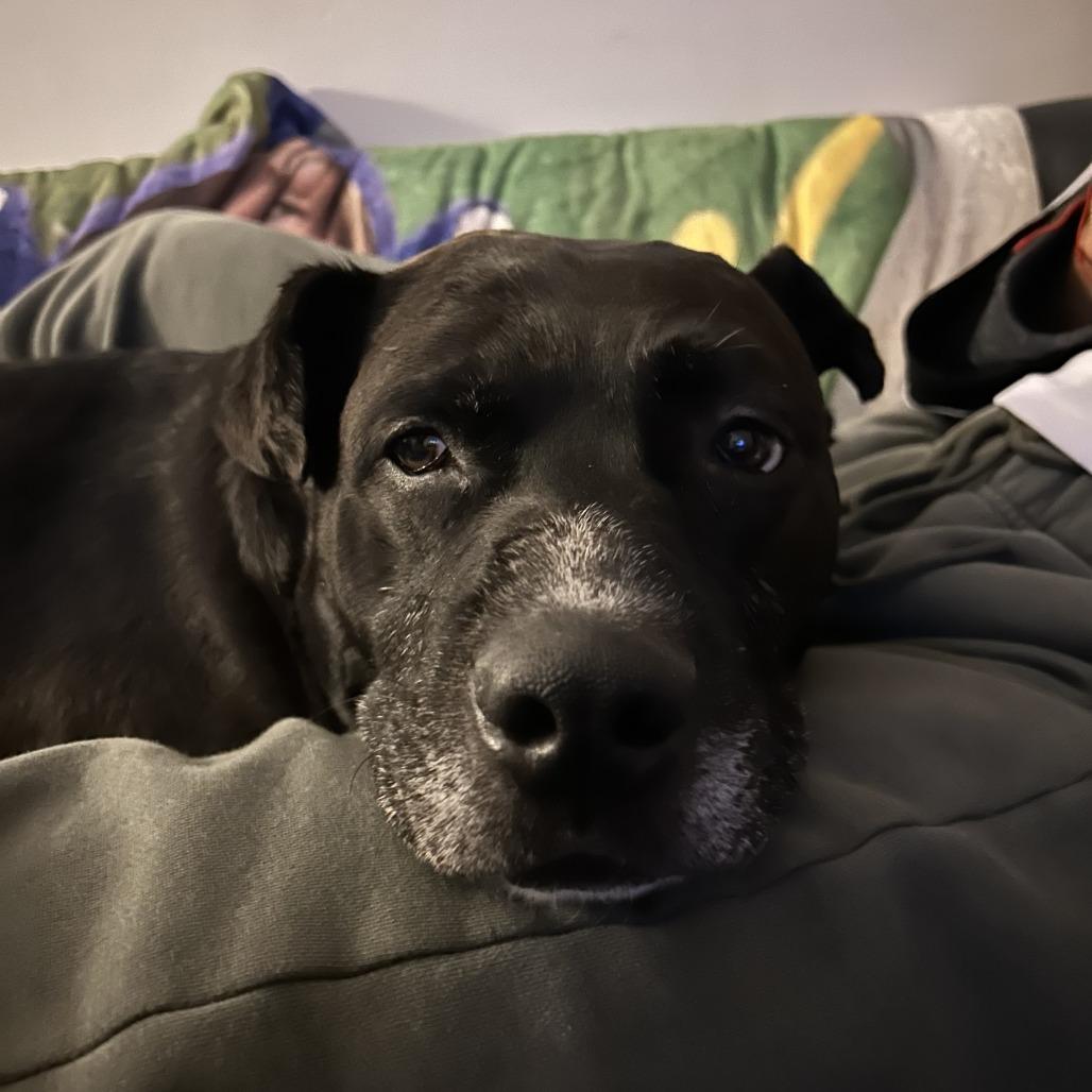 Enlarge Buddy Boy, a Adoptable Pit Bull Terrier in Baltimore, MD image 5/6