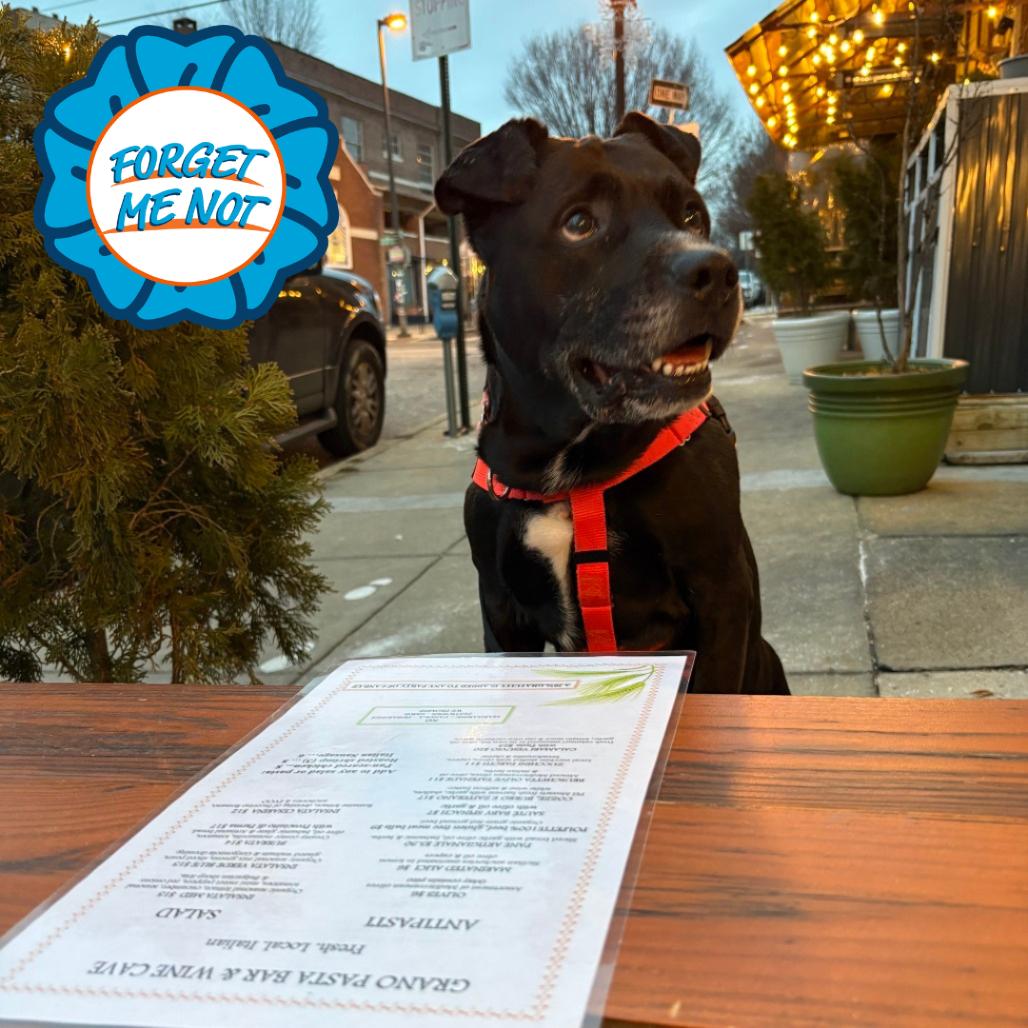 Enlarge Buddy Boy, a Adoptable Pit Bull Terrier in Baltimore, MD image 6/6
