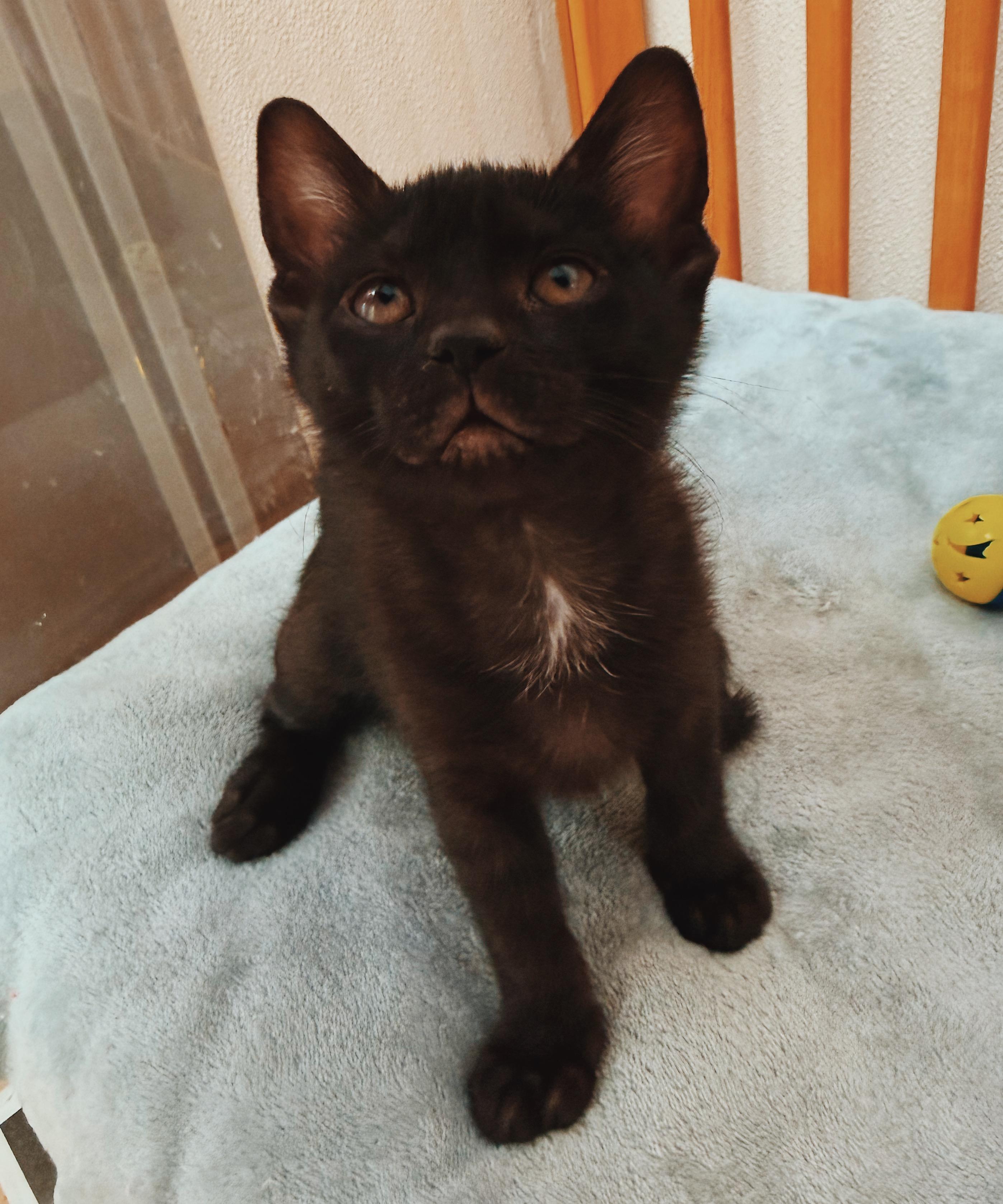 Pinky, an adoptable mixed breed in Hays, KS image 1/3