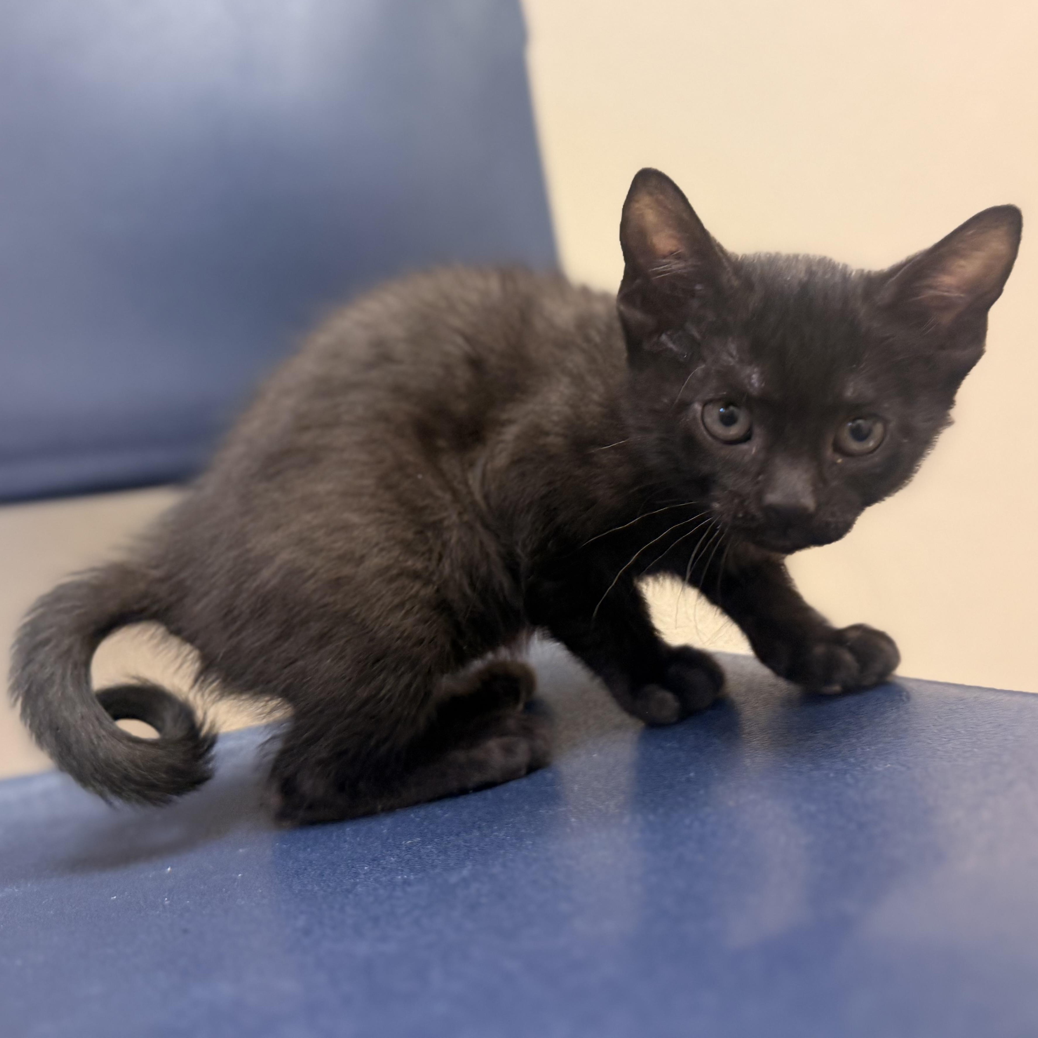 Pinky, an adoptable mixed breed in Hays, KS image 2/3