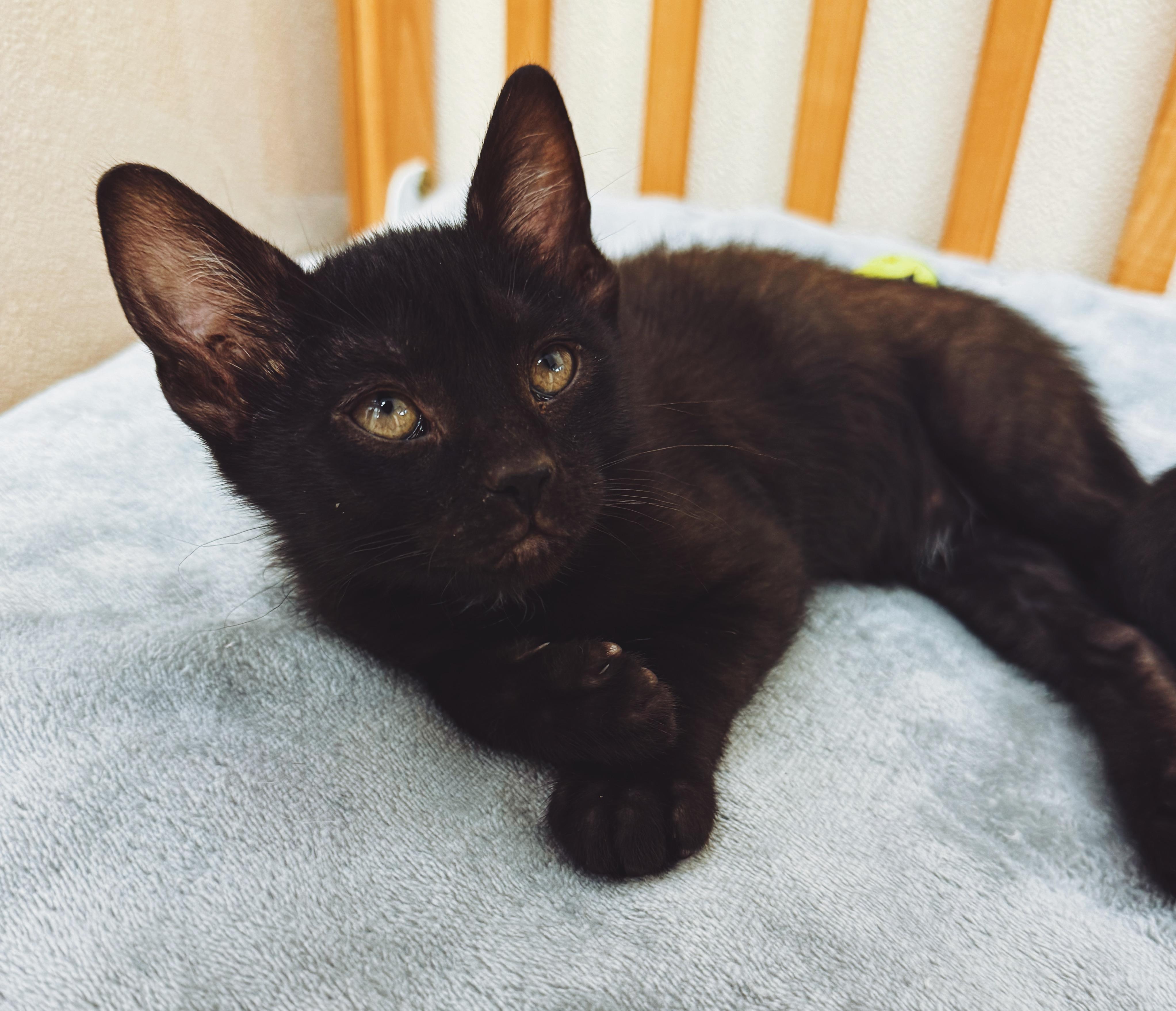 Pinky, an adoptable mixed breed in Hays, KS image 3/3