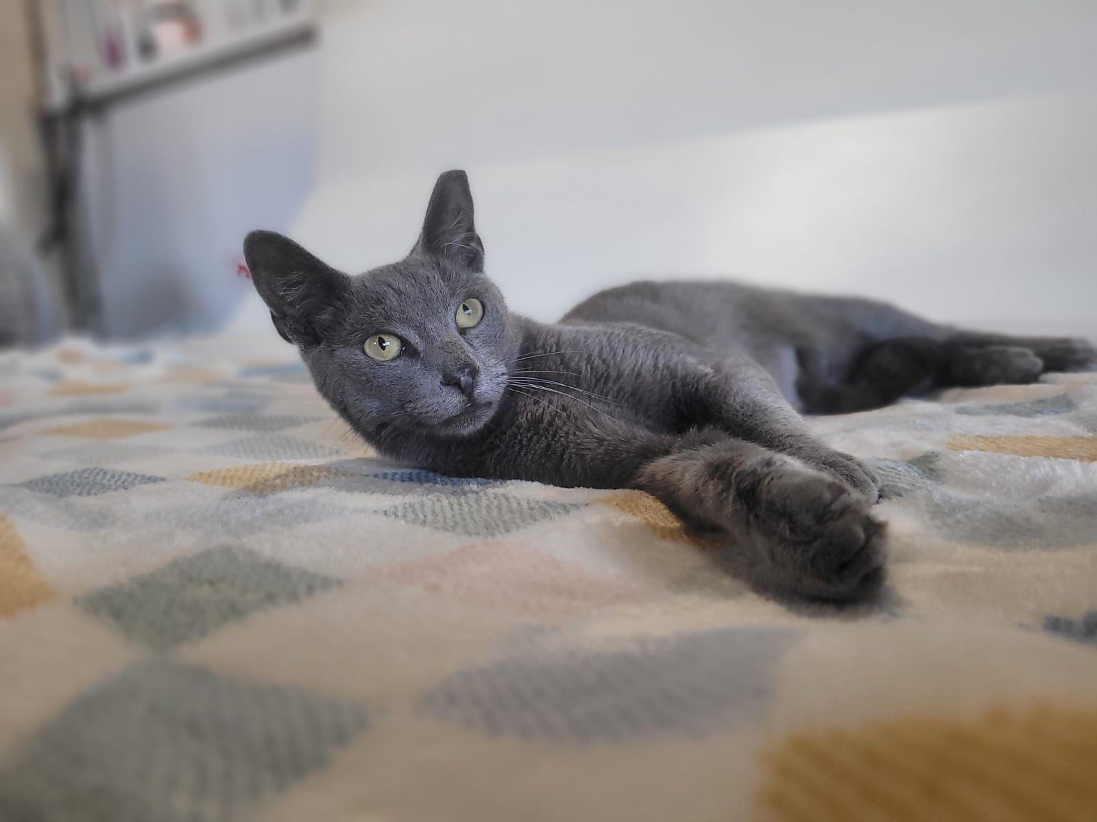 Enlarge Matthew, an adoptable mixed breed in Yonkers, NY image 5/6