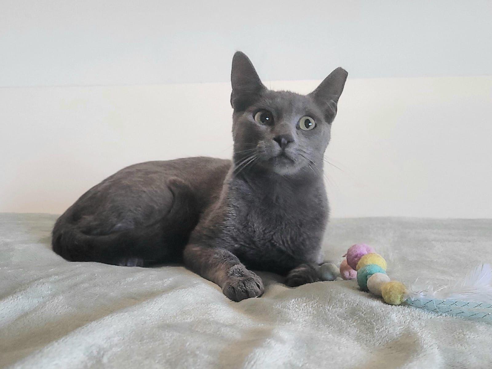 Enlarge Matthew, an adoptable mixed breed in Yonkers, NY image 3/6