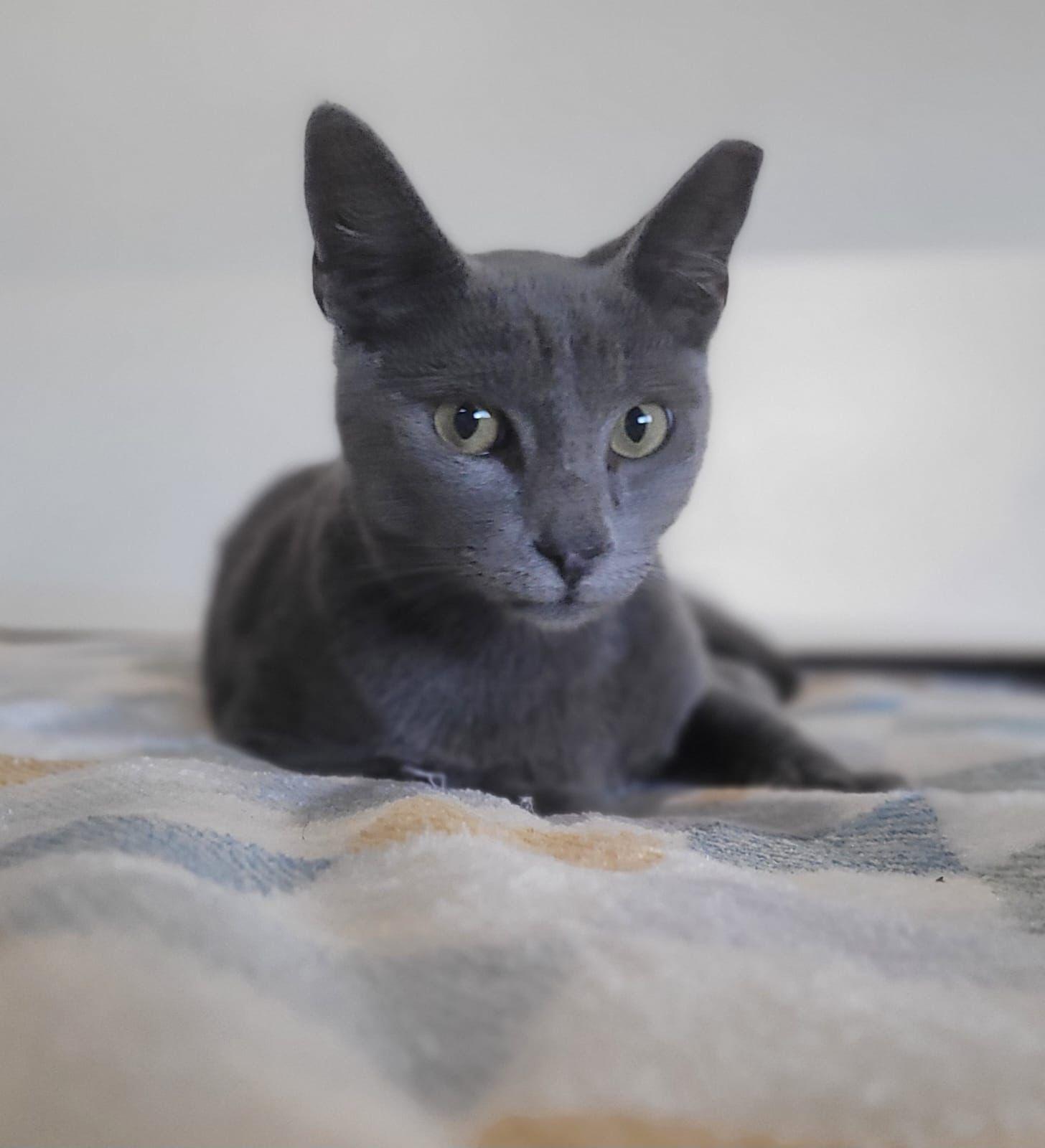 Matthew, adoptable, Young Male Russian Blue & American Shorthair.