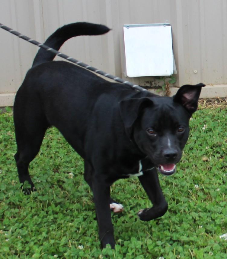 Enlarge LUCKY, a ADOPTABLE mixed breed in Claremore, OK image 2/3
