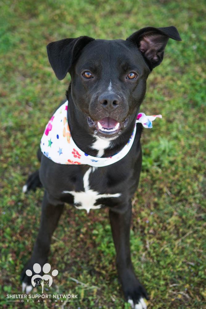 Enlarge LUCKY, a ADOPTABLE mixed breed in Claremore, OK image 1/3