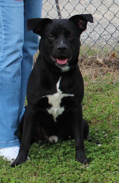Enlarge LUCKY, a ADOPTABLE mixed breed in Claremore, OK image 3/3
