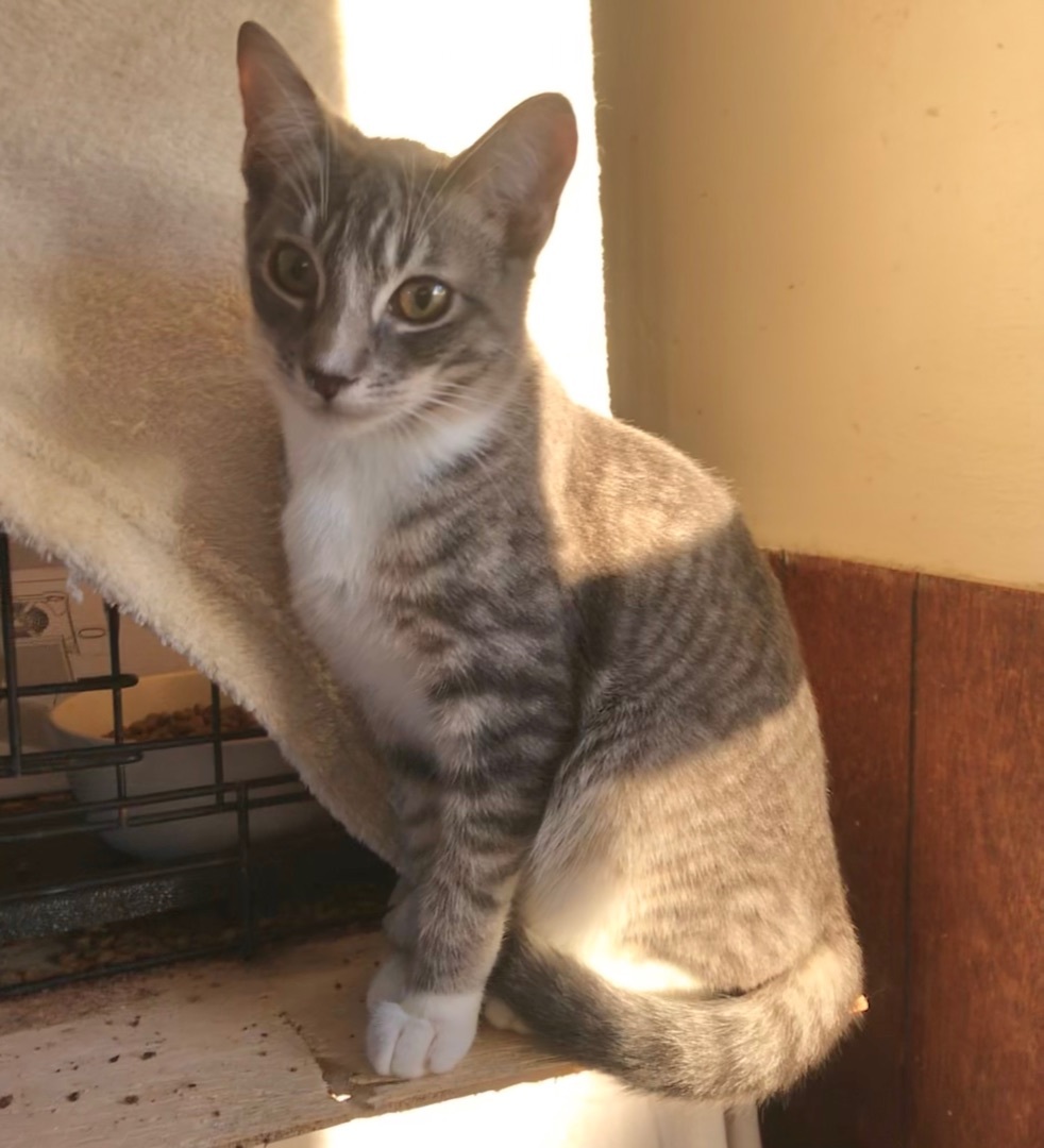 Enlarge Texmex, a Adoptable American Shorthair in Vallejo, CA image 1/4