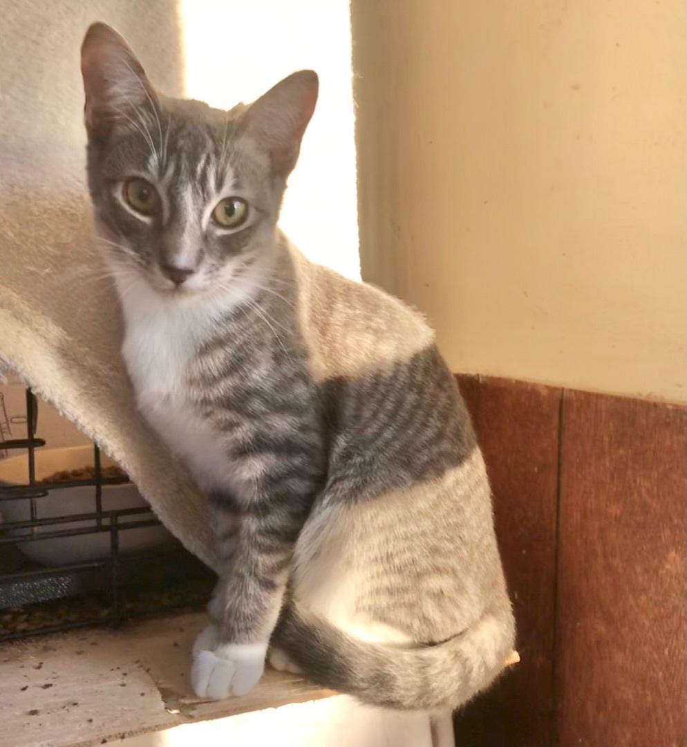 Enlarge Texmex, a Adoptable American Shorthair in Vallejo, CA image 2/4