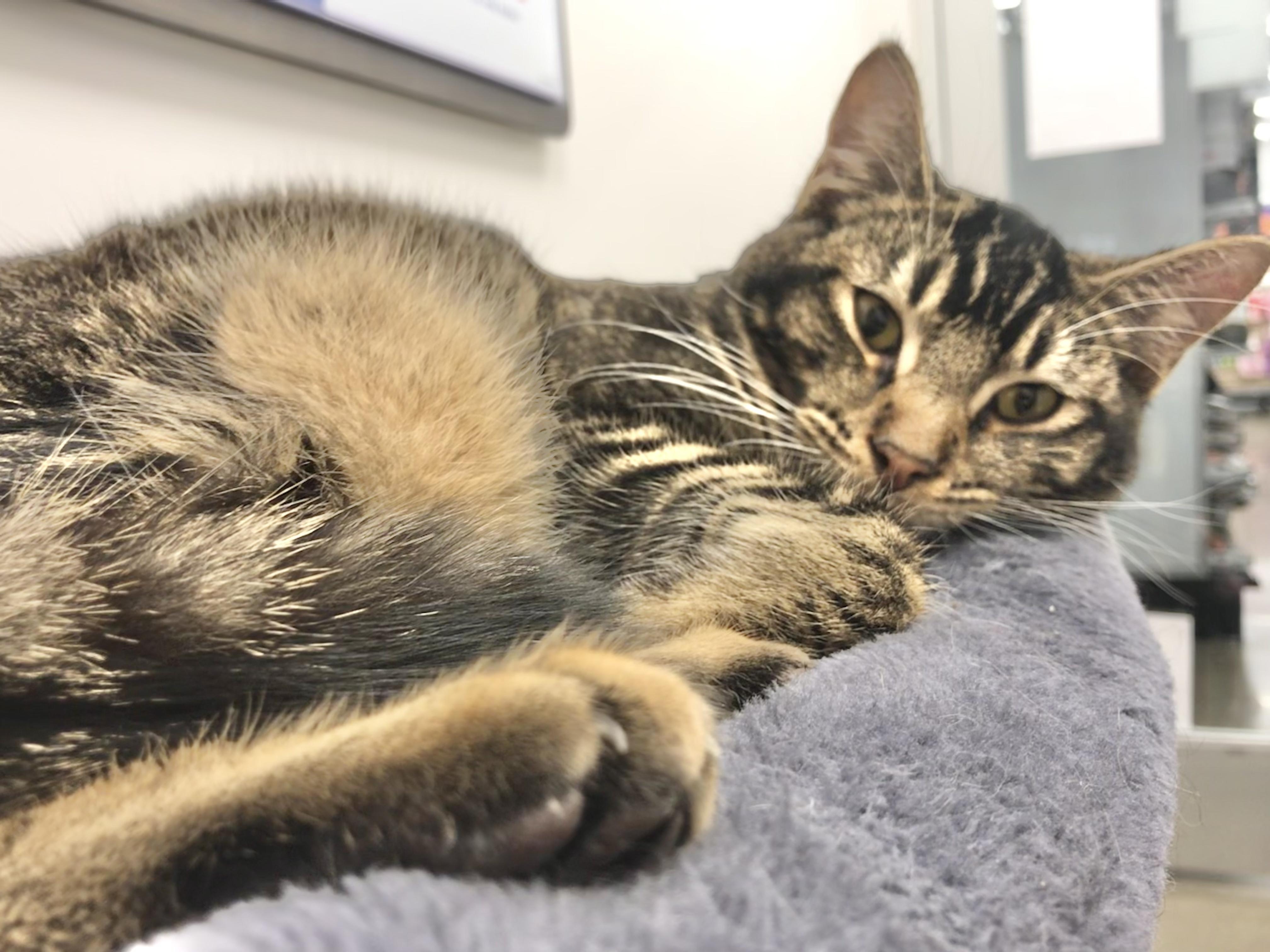 Enlarge Texmex, a Adoptable American Shorthair in Vallejo, CA image 3/4