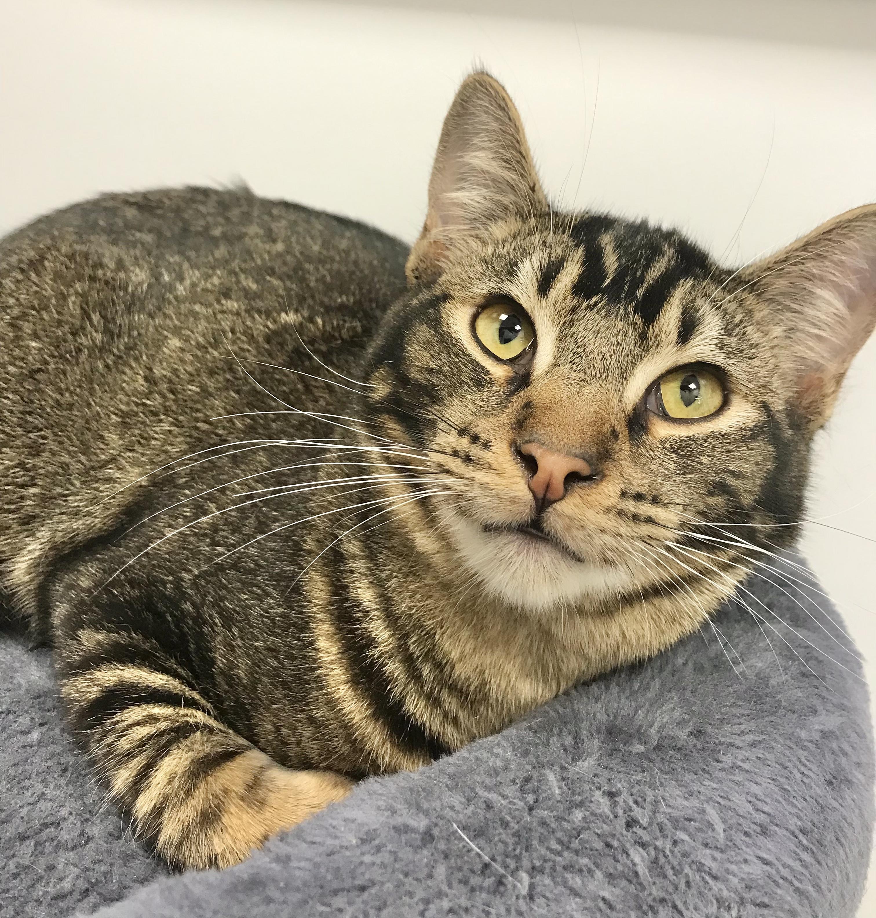 Enlarge Texmex, a Adoptable American Shorthair in Vallejo, CA image 4/4