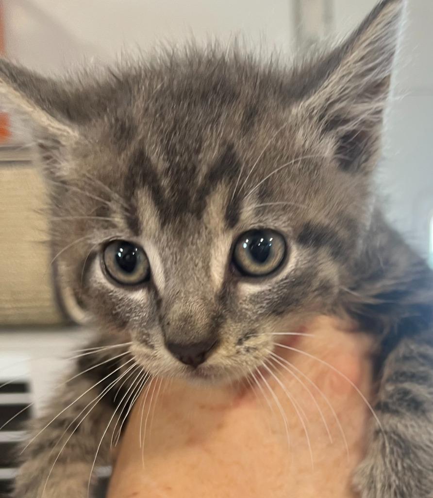 Roo, Adoptable, Young Male Domestic Short Hair.