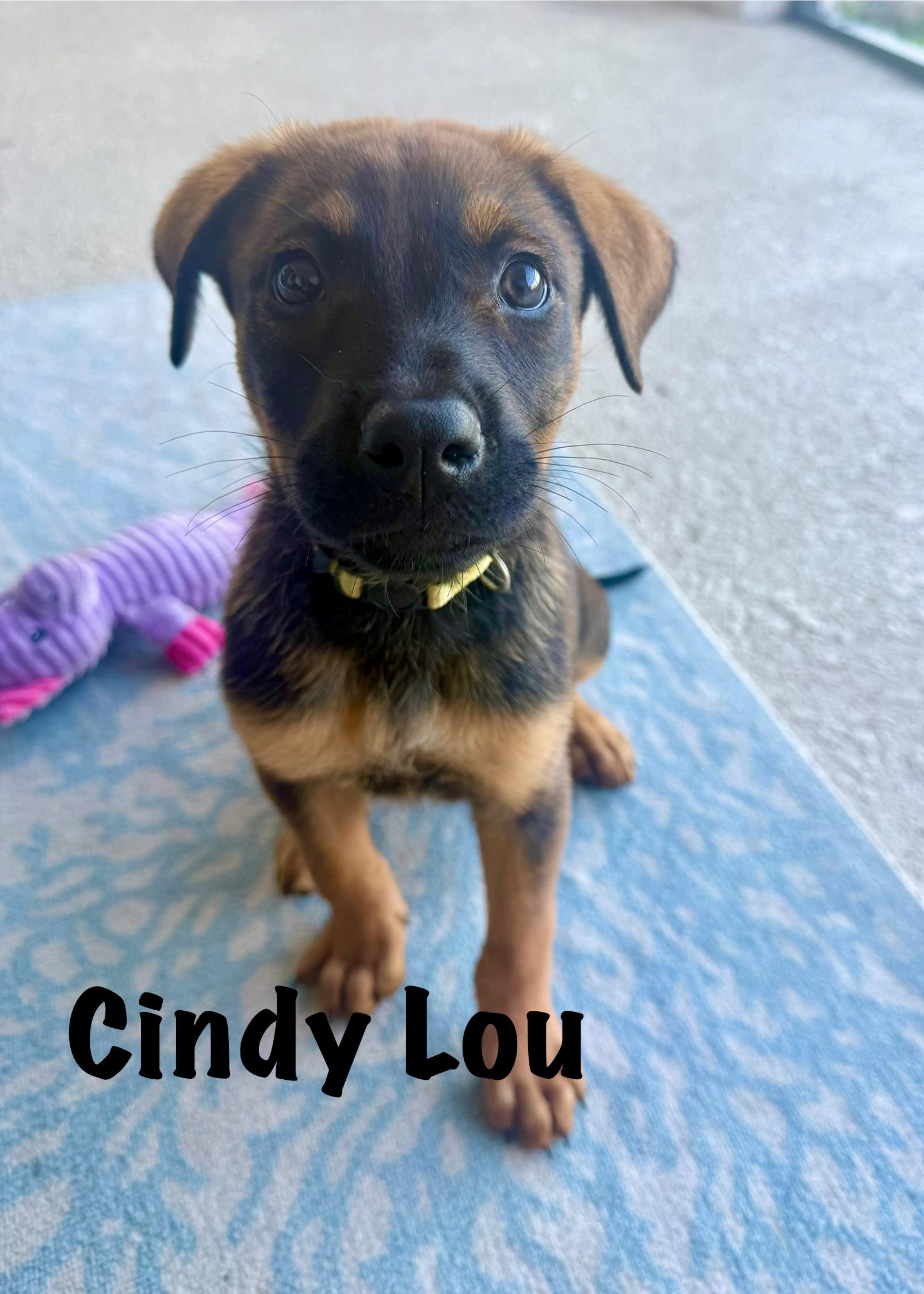 Cindy Lou, ADOPTABLE, Puppy Female German Shepherd Dog & Belgian Shepherd / Malinois.