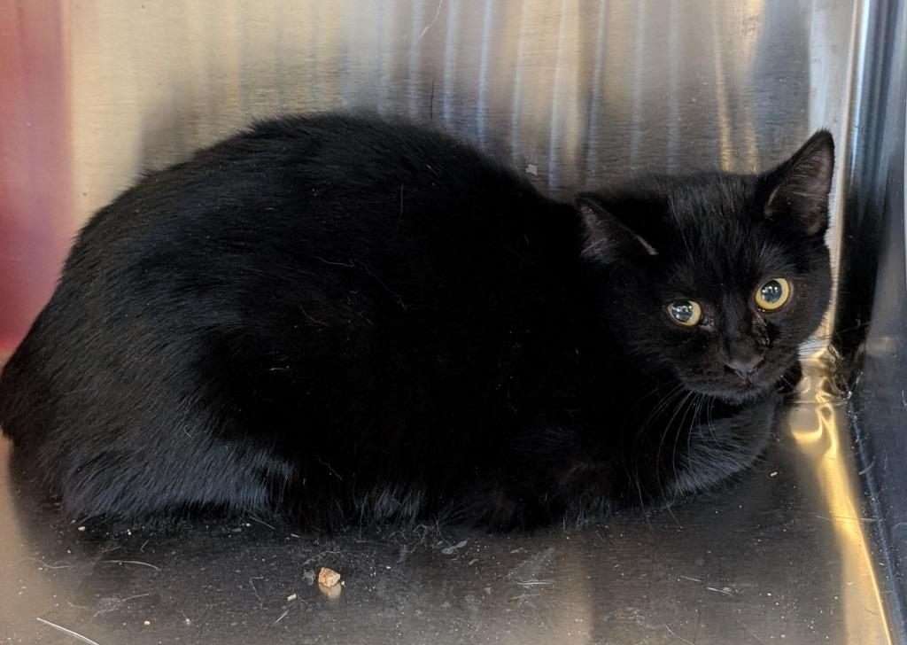 Cedar 162, Adoptable, Kitten Female Domestic Short Hair.