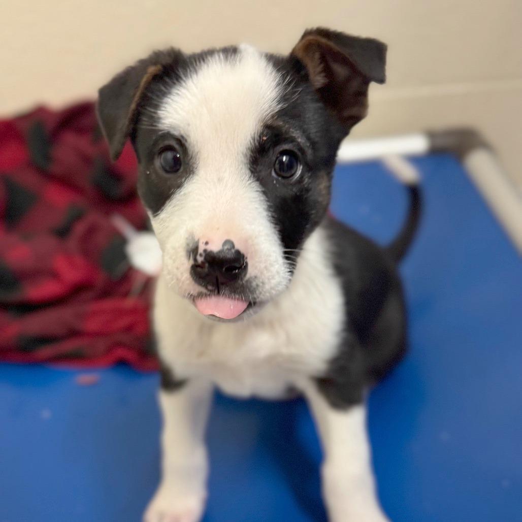 Acadia, Adoptable, Puppy Female Mixed Breed.