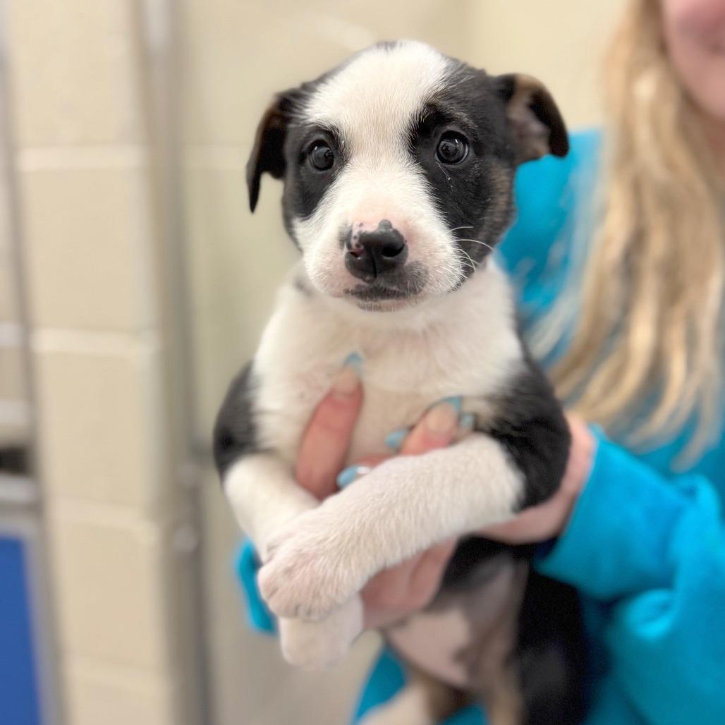 Enlarge Acadia, a Adoptable Mixed Breed in Hendersonville, NC image 2/4