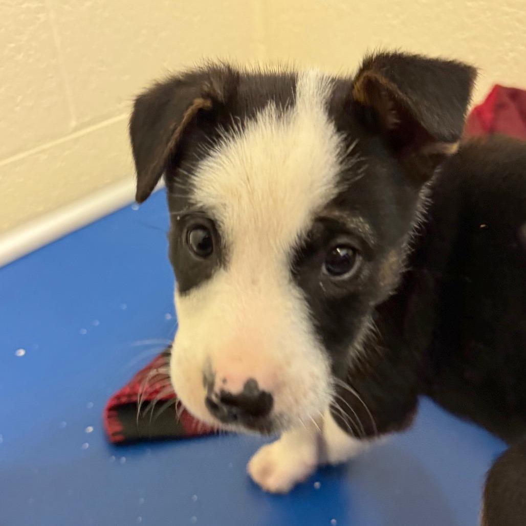 Enlarge Acadia, a Adoptable Mixed Breed in Hendersonville, NC image 4/4