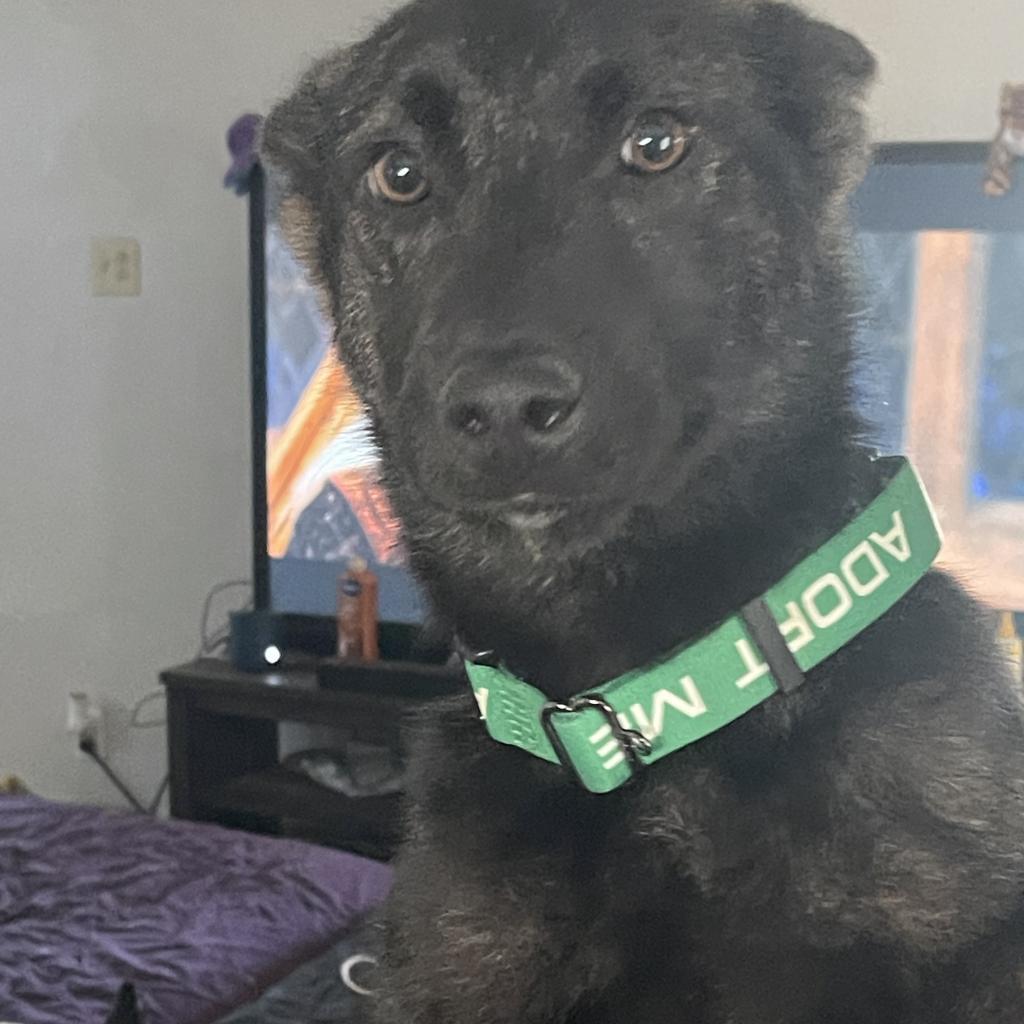 Maddux CL, Adoptable, Adult Male German Shepherd Dog.