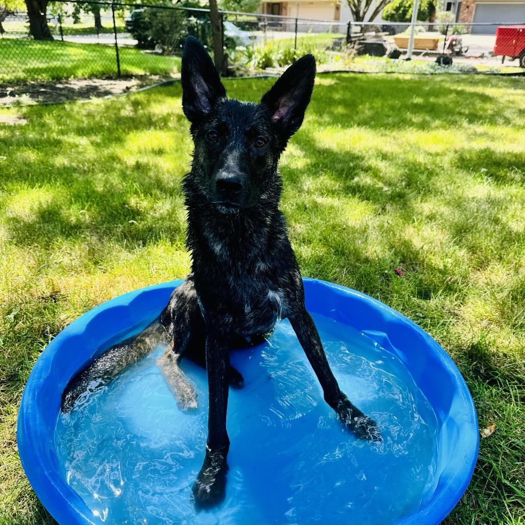 Maddux CL, a Adoptable German Shepherd Dog in Cartersville, GA image 4/4