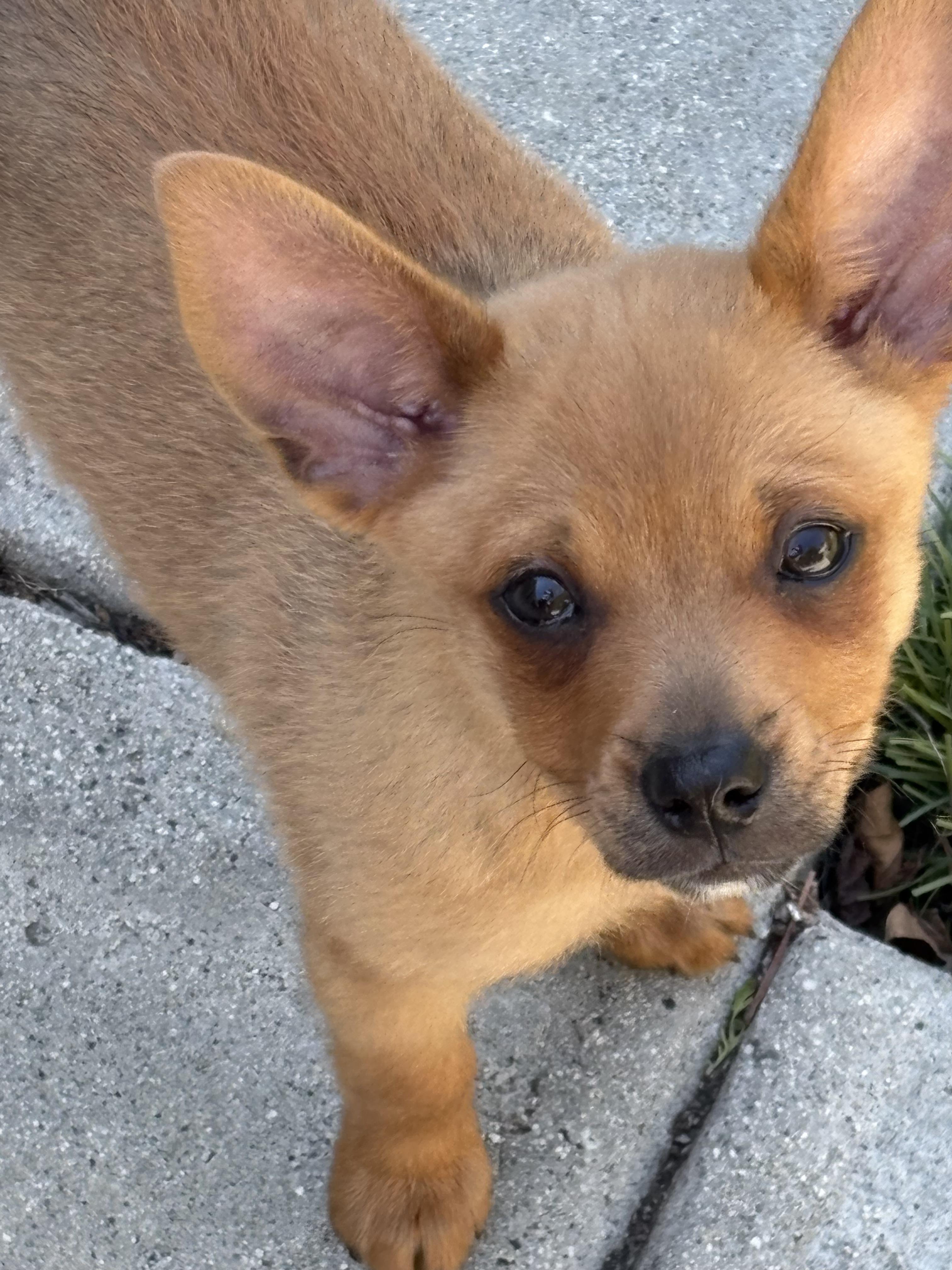 Orion, adopted, Puppy Male Chihuahua & Terrier.