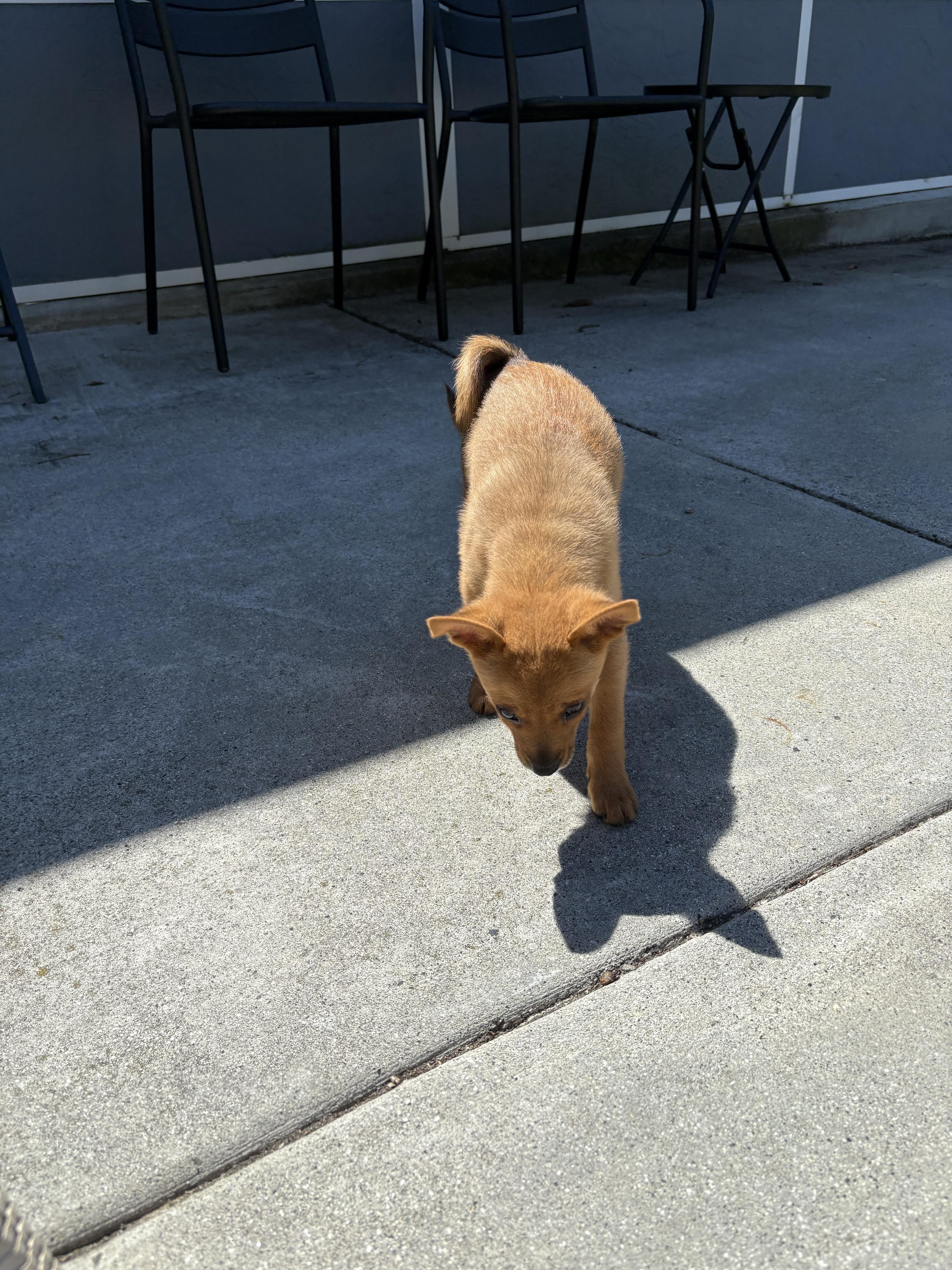 Orion, an adopted mixed breed in South San Francisco, CA image 2/3