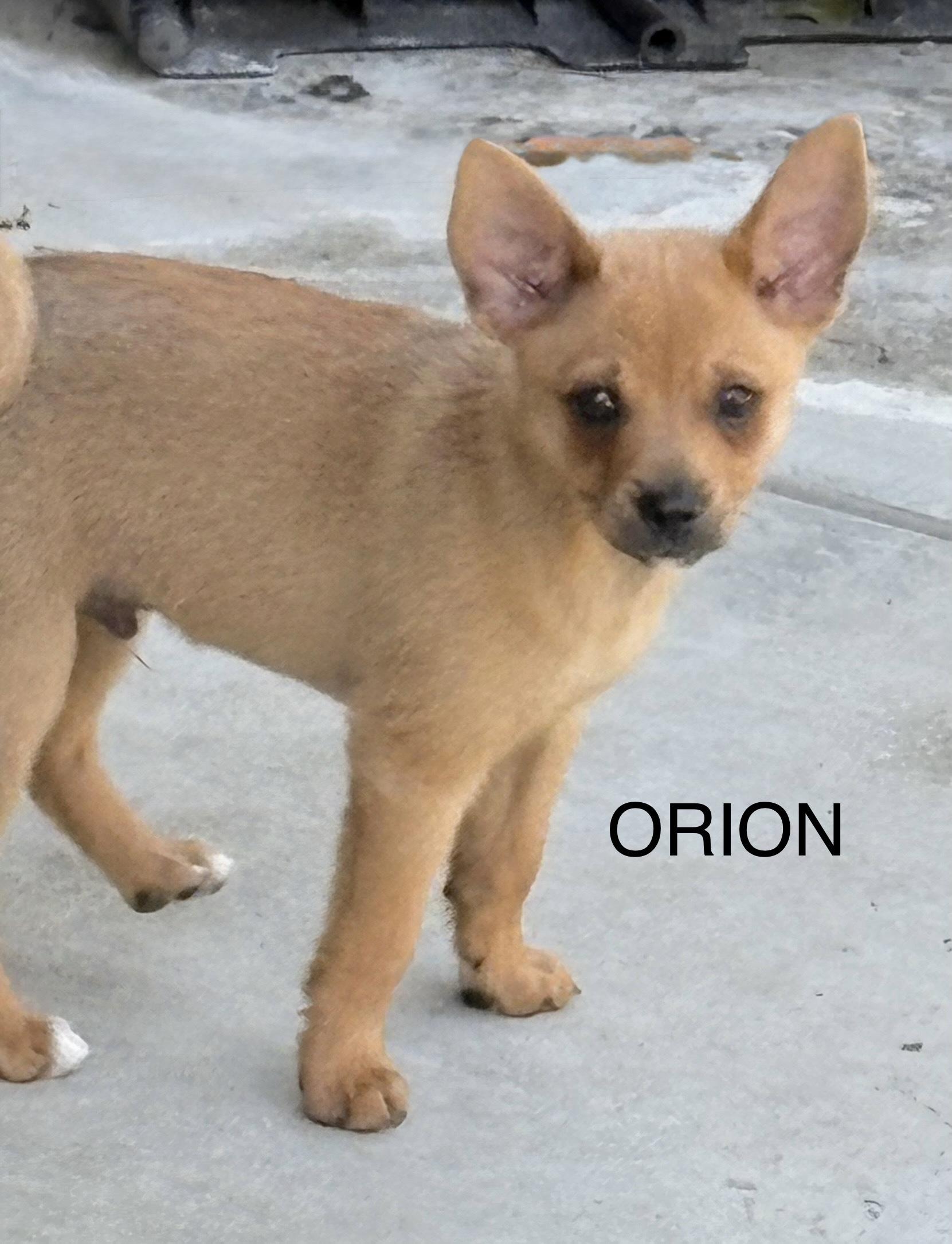 Orion, an adopted mixed breed in South San Francisco, CA image 3/3