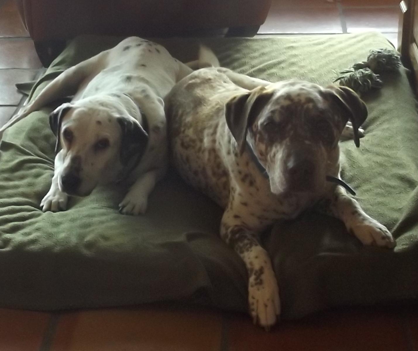 Enlarge Rest in Peace Sweet Harry, a Adoptable mixed breed in Newport Beach, CA image 1/12