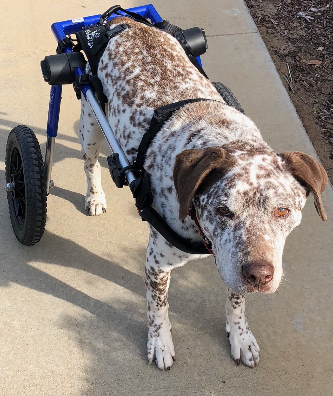 Enlarge Rest in Peace Sweet Harry, a Adoptable mixed breed in Newport Beach, CA image 4/12