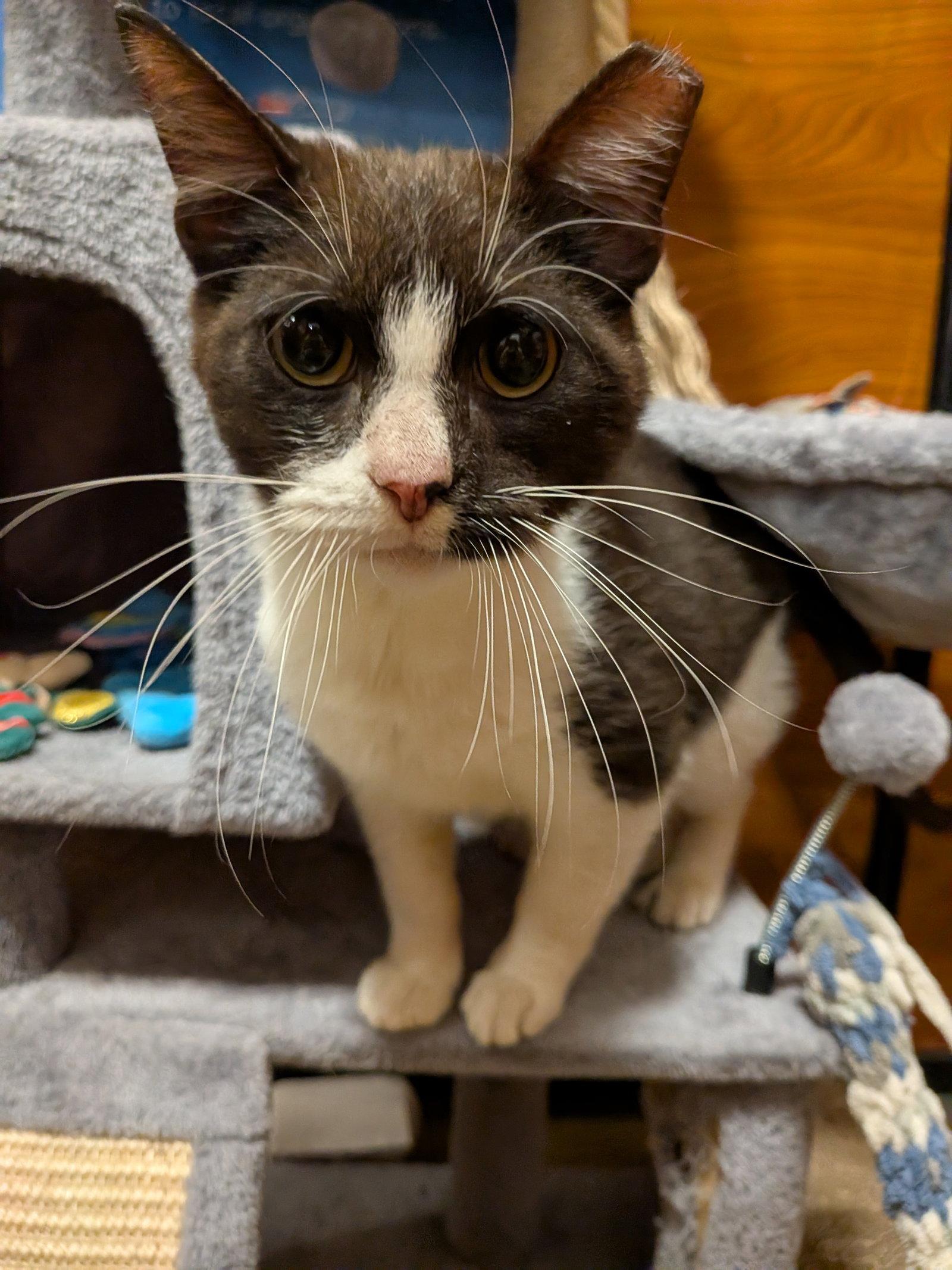 Oreo Cookie, Adopted, Adult Male Domestic Short Hair.