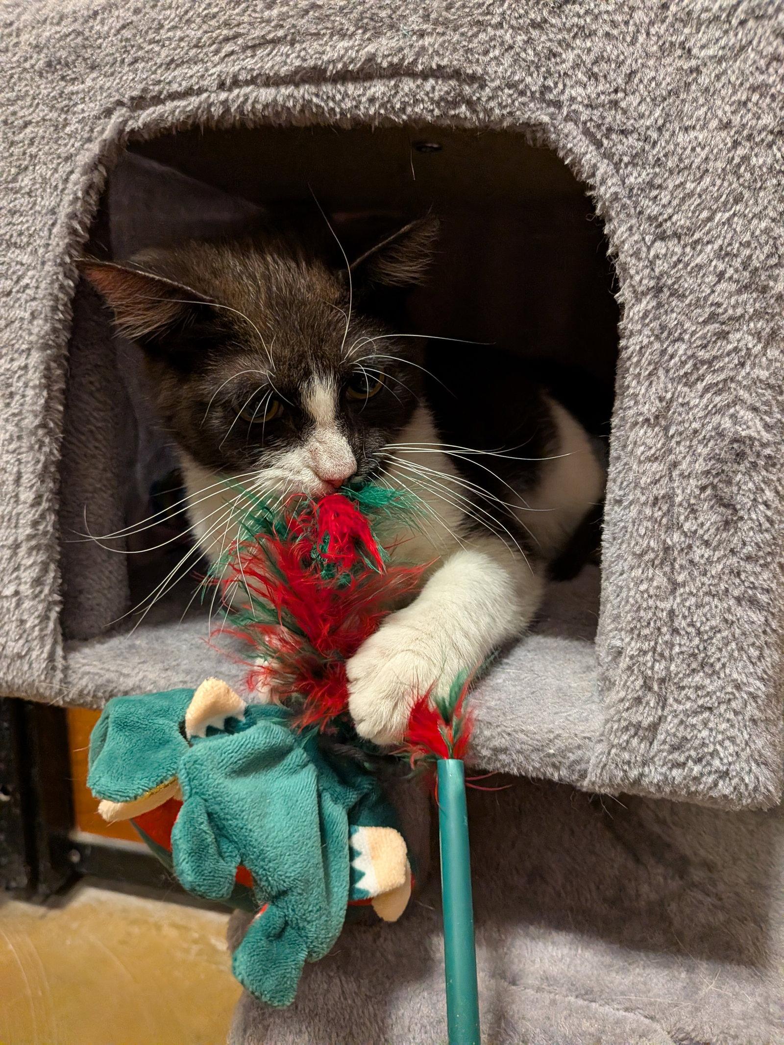 Oreo Cookie, a Adopted Domestic Short Hair in Rowlett, TX image 2/3