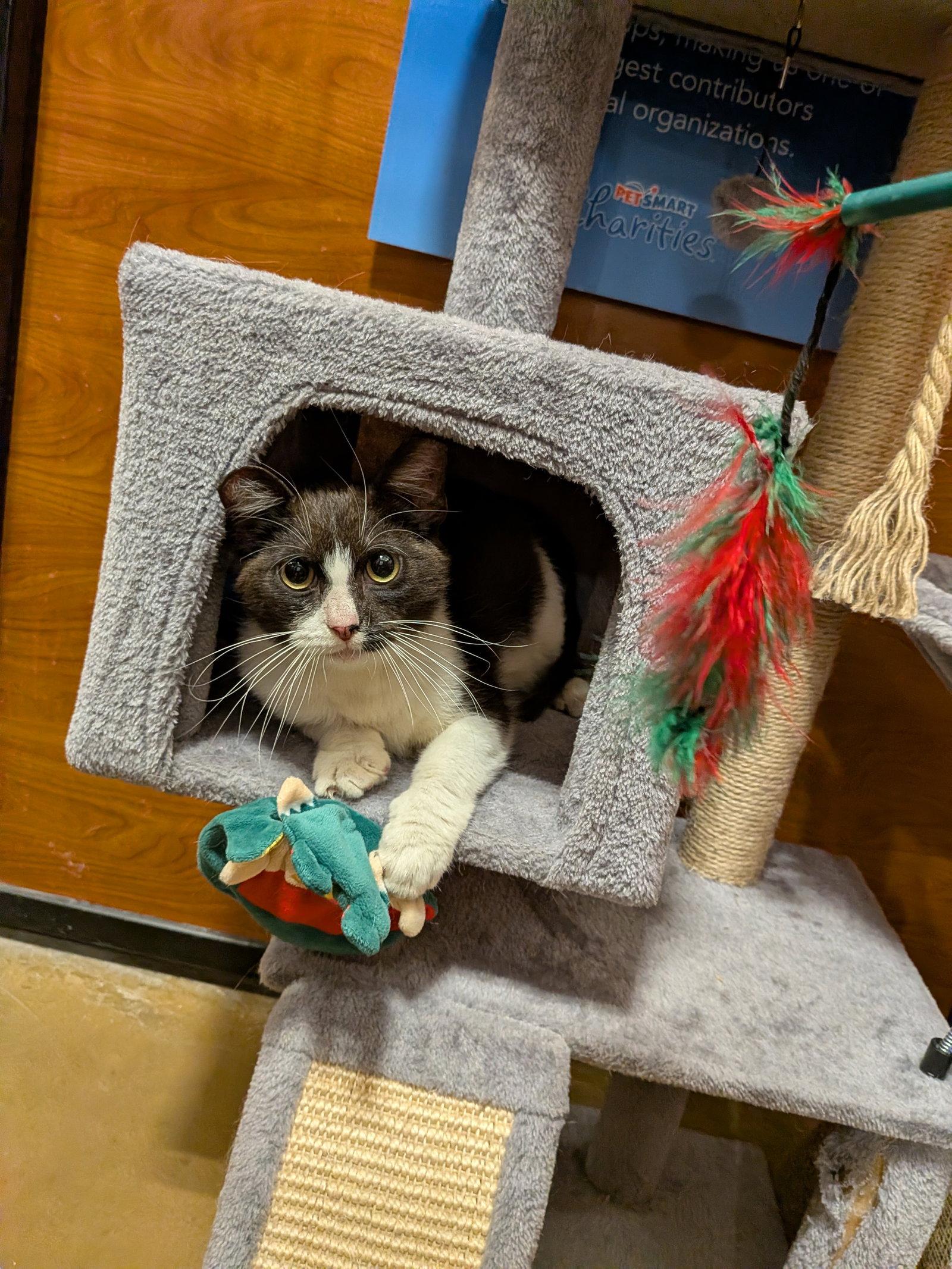 Oreo Cookie, a Adopted Domestic Short Hair in Rowlett, TX image 3/3