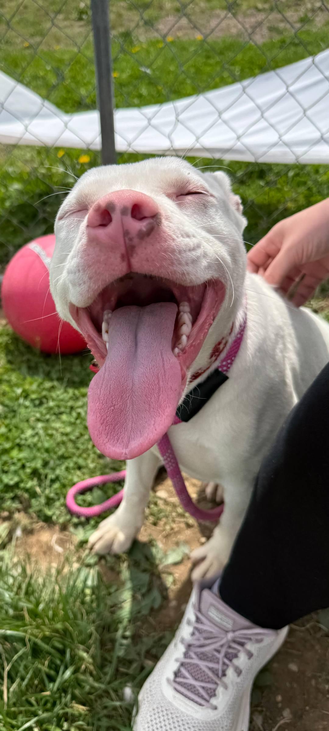 Enlarge Pearl, a ADOPTABLE American Staffordshire Terrier in Taylorsville, KY image 2/2
